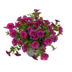 Zauberglöckchen, Farben Zufällig, Topf-Ø 12 Cm, 6er-Set -Compo Verkaufsgeschäft 0613150043 Calibrachoa pink 2 89073
