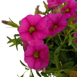 Zauberglöckchen, Farben Zufällig, Topf-Ø 12 Cm, 6er-Set -Compo Verkaufsgeschäft 0613150043 Calibrachoa pink 6 89072