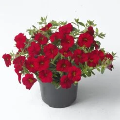 Zauberglöckchen, Farben Zufällig, Topf-Ø 12 Cm, 6er-Set -Compo Verkaufsgeschäft 0613150044 Calibrachoa T12 rot Set 3Stueck 74227