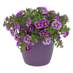 Zauberglöckchen 'Rave® Blue' Lila-gelb, Topf-Ø 13 Cm, 6er-Set -Compo Verkaufsgeschäft 0613160006 KB Calibrachoa T13 Rave Blue lila gelb gesternt 50997