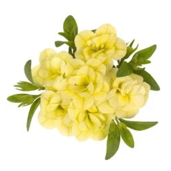 Zauberglöckchen 'MiniFamous® Neo Double Lemon' Gelb Gefüllt, Topf-Ø 13cm,6er-Set -Compo Verkaufsgeschäft 0613160013 KB Calibrachoa T13 Double Citric zitronengelb 01 50747