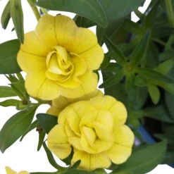 Zauberglöckchen 'MiniFamous® Neo Double Lemon' Gelb Gefüllt, Topf-Ø 13cm,6er-Set -Compo Verkaufsgeschäft 0613160035 KB Calibrachoa T13 gelb Double Lemon 6er Set 11 93293