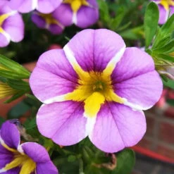 Zauberglöckchen 'Rave® Blue' Lila-gelb, Topf-Ø 13 Cm, 6er-Set -Compo Verkaufsgeschäft 0613160049 Calibrachoa Rave Blue 1 89024