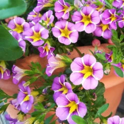 Zauberglöckchen 'Rave® Blue' Lila-gelb, Topf-Ø 13 Cm, 6er-Set