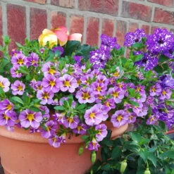 Zauberglöckchen 'Rave® Blue' Lila-gelb, Topf-Ø 13 Cm, 6er-Set -Compo Verkaufsgeschäft 0613160049 Calibrachoa Rave Blue 4 89022