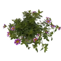Zauberglöckchen 'Rave® Blue' Lila-gelb, Topf-Ø 13 Cm, 6er-Set -Compo Verkaufsgeschäft 0613160049 KB Calibrachoa T13 Rave Blue 6er Set 2 93309