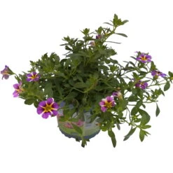 Zauberglöckchen 'Rave® Blue' Lila-gelb, Topf-Ø 13 Cm, 6er-Set -Compo Verkaufsgeschäft 0613160049 KB Calibrachoa T13 Rave Blue 6er Set 4 93308