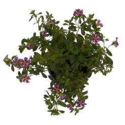 Zauberglöckchen 'Rave® Blue' Lila-gelb, Topf-Ø 13 Cm, 6er-Set -Compo Verkaufsgeschäft 0613160049 KB Calibrachoa T13 Rave Blue 6er Set 8 93310
