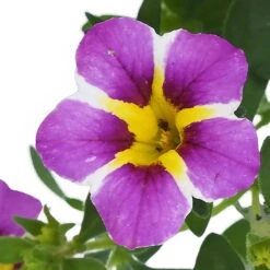 Zauberglöckchen 'Rave® Blue' Lila-gelb, Topf-Ø 13 Cm, 6er-Set -Compo Verkaufsgeschäft 0613160049 KB Calibrachoa T13 Rave Blue 6er Set 9 93307