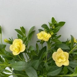 Zauberglöckchen 'MiniFamous® Neo Double Lemon' Gelb Gefüllt, Topf-Ø 13cm,6er-Set -Compo Verkaufsgeschäft 0613160145 Calibrachoa T13 Neo Double Lemon 6er Set 6 122443
