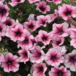 Petunie 'Sweetunia® Burgundy Gem' Rosa Geadert, Hängend, Topf-Ø 13 Cm, 6er-Set -Compo Verkaufsgeschäft 0613170022 KB Petunia T13 Burgundy Gem geadert 01 50774