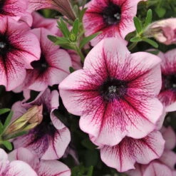 Petunie 'Sweetunia® Burgundy Gem' Rosa Geadert, Hängend, Topf-Ø 13 Cm, 6er-Set -Compo Verkaufsgeschäft 0613170022 KB Petunia T13 Burgundy Gem geadert 50775