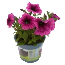 Petunie 'Sweetunia® Burgundy Gem' Rosa Geadert, Hängend, Topf-Ø 13 Cm, 6er-Set -Compo Verkaufsgeschäft 0613170055 KB Petunia T13 Burgundy Gem 6er Set 12 91846