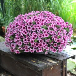 Petunie 'Sweetunia® Burgundy Gem' Rosa Geadert, Hängend, Topf-Ø 13 Cm, 6er-Set -Compo Verkaufsgeschäft 0613170055 KB Petunia T13 Burgundy Gem1 75892