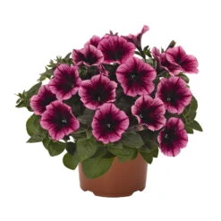 Petunie 'Sweetunia® Burgundy Gem' Rosa Geadert, Hängend, Topf-Ø 13 Cm, 6er-Set -Compo Verkaufsgeschäft 0613170055 KB Petunia T13 Burgundy Gem 75893