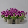 Petunie 'Sweetunia® Burgundy Gem' Rosa Geadert, Hängend, Topf-Ø 13 Cm, 6er-Set -Compo Verkaufsgeschäft 0613170140 Petunia T13 Burgundy Gem geadert 6er Set set 122582