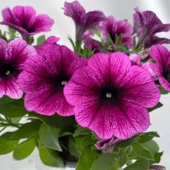 Petunie 'Sweetunia® Burgundy Gem' Rosa Geadert, Hängend, Topf-Ø 13 Cm, 6er-Set -Compo Verkaufsgeschäft 0613170140 Petunia T13 Burgundy Gem geadert 6er Set 6 122439