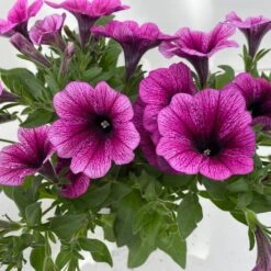 Petunie 'Sweetunia® Burgundy Gem' Rosa Geadert, Hängend, Topf-Ø 13 Cm, 6er-Set -Compo Verkaufsgeschäft 0613170140 Petunia T13 Burgundy Gem geadert 6er Set 9 122440