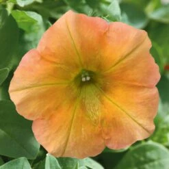 Petunie 'Famous Apricot' Orange-gelb, Hängend, Topf-Ø 13 Cm, 6er-Set -Compo Verkaufsgeschäft 0613170178 petunia famous apricot 1 122812