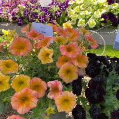 Petunie 'Famous Apricot' Orange-gelb, Hängend, Topf-Ø 13 Cm, 6er-Set -Compo Verkaufsgeschäft 0613170178 petunia famous apricot 3 122811