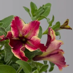 Petunien 'Crazytunia® Mandeville' Rot-gelb, Hängend, Topf-Ø 13 Cm, 6er-Set -Compo Verkaufsgeschäft 0613170181 Petunia T13 Crazytunia Mandeville 6er Set 1 125144
