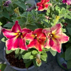 Petunien 'Crazytunia® Mandeville' Rot-gelb, Hängend, Topf-Ø 13 Cm, 6er-Set -Compo Verkaufsgeschäft 0613170181 Petunia T13 Crazytunia Mandeville 6er Set 2 123564