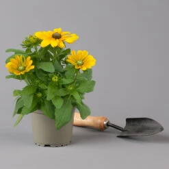 Pflanzenset 'Spätsommer-Gold' Gelb-orange, Topf-Ø 12 Cm, 4er-Set -Compo Verkaufsgeschäft 0615400008 KB Spaetsommer Gold T12 4erSet orange gelb 11 126541