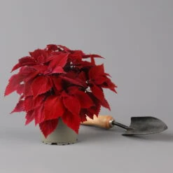 Pflanzenset 'Spätsommer-Gold' Gelb-orange, Topf-Ø 12 Cm, 4er-Set -Compo Verkaufsgeschäft 0615400008 KB Spaetsommer Gold T12 4erSet orange gelb 12 126540