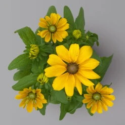 Pflanzenset 'Spätsommer-Gold' Gelb-orange, Topf-Ø 12 Cm, 4er-Set -Compo Verkaufsgeschäft 0615400008 KB Spaetsommer Gold T12 4erSet orange gelb 14 126542