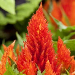 Pflanzenset 'Spätsommer-Gold' Gelb-orange, Topf-Ø 12 Cm, 4er-Set -Compo Verkaufsgeschäft 0615400008 KB Spaetsommer Gold T12 4erSet orange gelb 6 126539