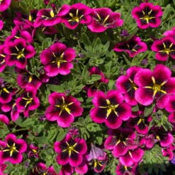 Zauberglöckchen-Schneewolke-Mix, Pink-weiß, Ampeltopf-Ø 27 Cm -Compo Verkaufsgeschäft 0619120091 KB Zaubergloeckchen Euph Ampel T2527 Goodnight Kiss Schneewolke 3 123756