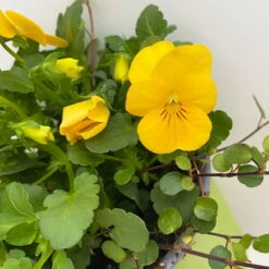 Hornveilchen Gelb Mit Mühlenbeckia, Topf-Ø 13 Cm, 6er-Set 9 Hornveilchen Gelb Mit Mühlenbeckia, Topf-Ø 13 Cm, 6er-Set -Compo Verkaufsgeschäft 0620110114 Viola cornuta Muehlenbeckia gelb 6er Set 4 107888