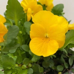 Hornveilchen Gelb Mit Mühlenbeckia, Topf-Ø 13 Cm, 6er-Set 11 Hornveilchen Gelb Mit Mühlenbeckia, Topf-Ø 13 Cm, 6er-Set -Compo Verkaufsgeschäft 0620110114 Viola cornuta Muehlenbeckia gelb 6er Set 5 107890