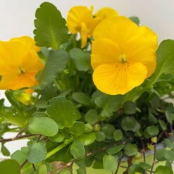 Hornveilchen Gelb Mit Mühlenbeckia, Topf-Ø 13 Cm, 6er-Set 10 Hornveilchen Gelb Mit Mühlenbeckia, Topf-Ø 13 Cm, 6er-Set -Compo Verkaufsgeschäft 0620110114 Viola cornuta Muehlenbeckia gelb 6er Set 6 107889