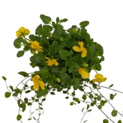 Hornveilchen Gelb Mit Mühlenbeckia, Topf-Ø 13 Cm, 6er-Set 8 Hornveilchen Gelb Mit Mühlenbeckia, Topf-Ø 13 Cm, 6er-Set -Compo Verkaufsgeschäft 0620110114 Viola cornuta Muehlenbeckia gelb 6er Set 7 107969