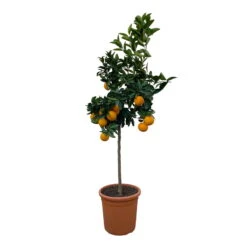 Orangenbaum, Stamm, Topf-Ø Ca. 22 Cm, Höhe Ca. 70 Cm -Compo Verkaufsgeschäft 0630100030 KB Citrus sinensis Stamm T33 11 104310 1