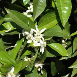 Orangenbaum, Stamm, Topf-Ø Ca. 22 Cm, Höhe Ca. 70 Cm -Compo Verkaufsgeschäft 0630100030 KB Citrus sinensis Stamm T33 1 88065 2