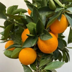 Orangenbaum, Stamm, Topf-Ø Ca. 22 Cm, Höhe Ca. 70 Cm -Compo Verkaufsgeschäft 0630100030 KB Citrus sinensis Stamm T33 41 104200 2