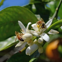 Orangenbaum, Stamm, Topf-Ø Ca. 33 Cm, Höhe Ca. 150 Cm 13 Orangenbaum, Stamm, Topf-Ø Ca. 33 Cm, Höhe Ca. 150 Cm -Compo Verkaufsgeschäft 0630100030 KB Citrus sinensis Stamm T33 4 87842 1
