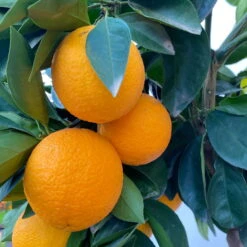 Orangenbaum, Kurz-Stamm, Topf-Ø Ca. 26 Cm 25 Orangenbaum, Kurz-Stamm, Topf-Ø Ca. 26 Cm -Compo Verkaufsgeschäft 0630100030 KB Citrus sinensis Stamm T33 6 104198