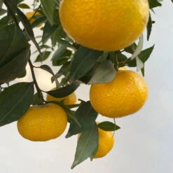 Mandarinenbaum, Stamm, Topf-Ø Ca. 33 Cm, Höhe Ca. 150 Cm -Compo Verkaufsgeschäft 0630100057 KB Citrus reticulata Stamm T33 12 104203