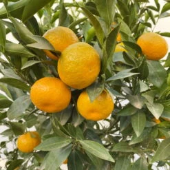 Mandarinenbaum, Stamm, Topf-Ø Ca. 33 Cm, Höhe Ca. 150 Cm -Compo Verkaufsgeschäft 0630100057 KB Citrus reticulata Stamm T33 19 104202