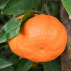 Mandarinenbaum, Stamm, Topf-Ø Ca. 33 Cm, Höhe Ca. 150 Cm -Compo Verkaufsgeschäft 0630100057 KB Citrus reticulata Stamm T33 1 88067