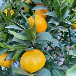 Mandarinenbaum, Stamm, Topf-Ø Ca. 33 Cm, Höhe Ca. 150 Cm -Compo Verkaufsgeschäft 0630100057 KB Citrus reticulata Stamm T33 21 104201