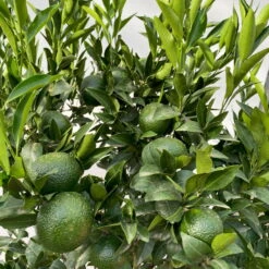 Mandarinenbaum, Stamm, Topf-Ø Ca. 33 Cm, Höhe Ca. 150 Cm -Compo Verkaufsgeschäft 0630100057 KB Citrus reticulata Stamm T33 4 104204