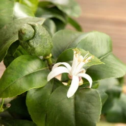 Zitronenbaum, Stamm, Topf-Ø 33 Cm, Höhe Ca. 150 Cm -Compo Verkaufsgeschäft 0630100481 Citrus limon Bluete GS624989 Citrus limon 77068