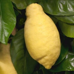 Zitronenbaum, Stamm, Topf-Ø 22 Cm, Höhe Ca. 70 Cm -Compo Verkaufsgeschäft 0630100481 Citrus limon Frucht am Zweig GS426522 Citrus limon 77067 1