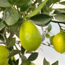 Limequat, Stamm, Topf-Ø Ca. 22 Cm, Höhe Ca. 60 Cm 13 Limequat, Stamm, Topf-Ø Ca. 22 Cm, Höhe Ca. 60 Cm -Compo Verkaufsgeschäft 0630100545 KB Citrus x floridana Stamm T22 12 104214