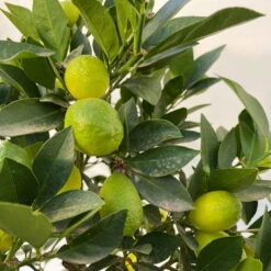 Limequat, Stamm, Topf-Ø Ca. 22 Cm, Höhe Ca. 60 Cm 11 Limequat, Stamm, Topf-Ø Ca. 22 Cm, Höhe Ca. 60 Cm -Compo Verkaufsgeschäft 0630100545 KB Citrus x floridana Stamm T22 13 104212