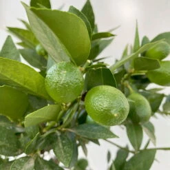 Limequat, Stamm, Topf-Ø Ca. 22 Cm, Höhe Ca. 60 Cm 12 Limequat, Stamm, Topf-Ø Ca. 22 Cm, Höhe Ca. 60 Cm -Compo Verkaufsgeschäft 0630100545 KB Citrus x floridana Stamm T22 5 104213